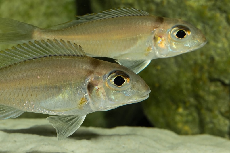 Xenotilapia caudafasciata